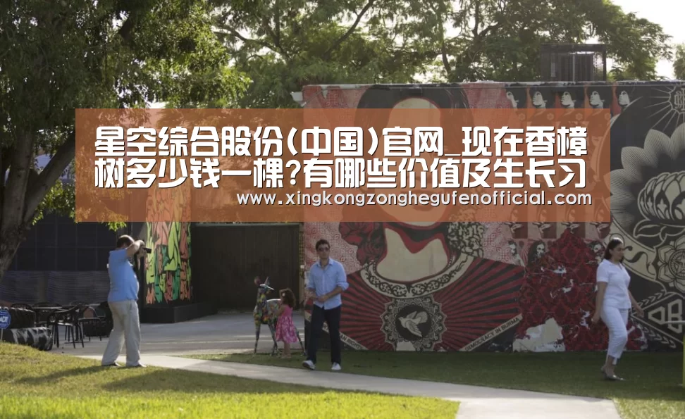 星空综合股份(中国)官网_现在香樟树多少钱一棵?有哪些价值及生长习性?(图2) 星空·综合(中国)体育网站