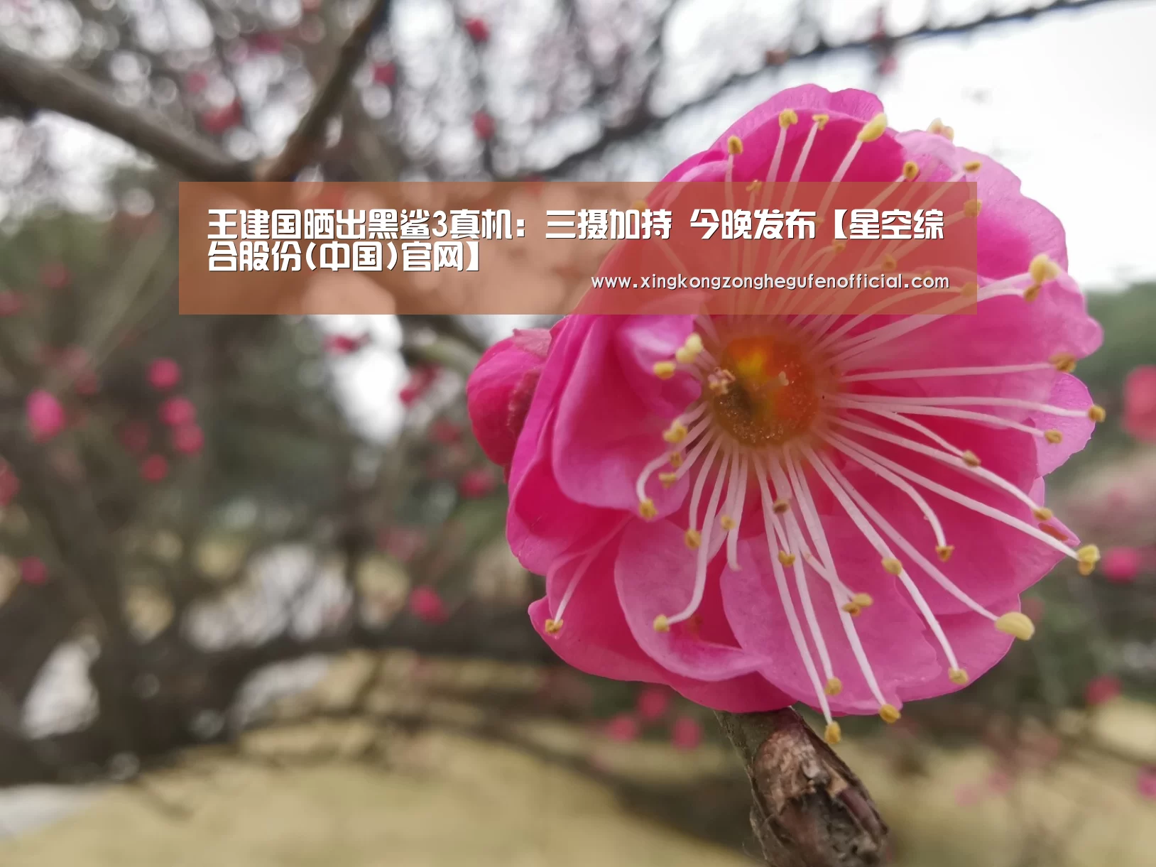 王建国晒出黑鲨3真机:三摄加持 今晚发布【星空综合股份(中国)官网】(图2) 星空综合股份(中国)